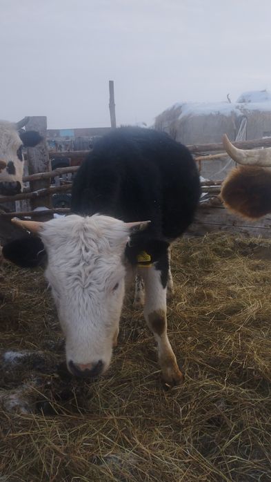 КРС. Первотелка стальная.