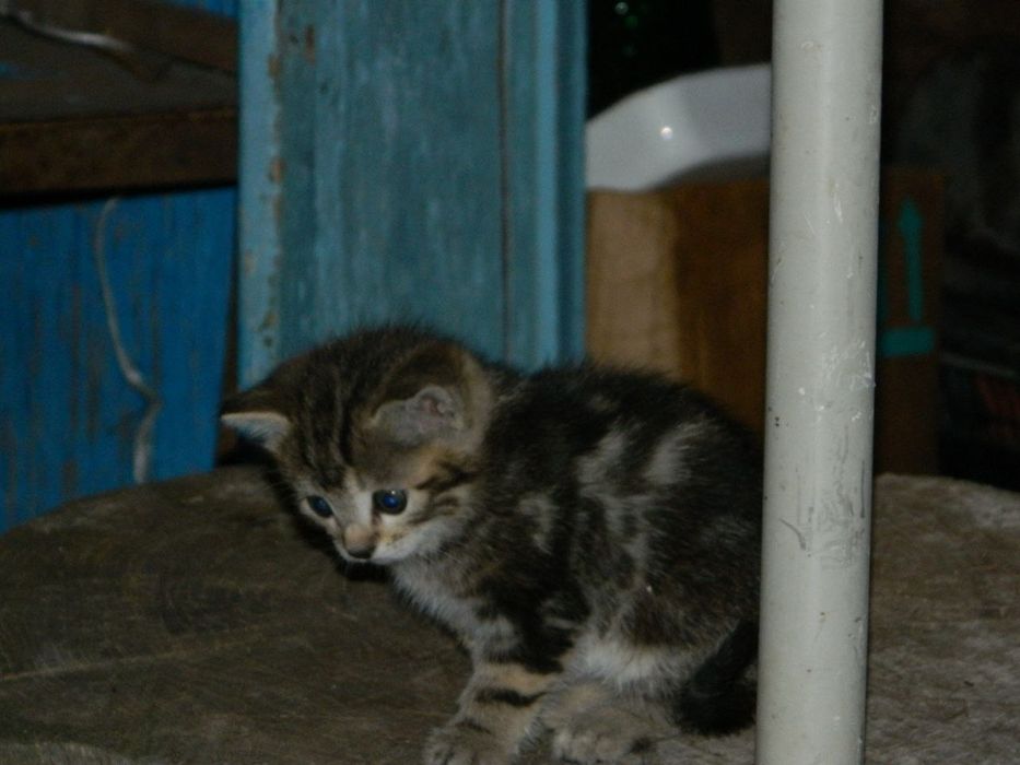 Породистые котята