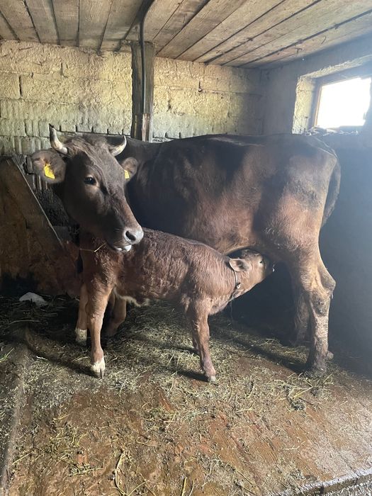 Vând vaca (junincă) cu vițel , vaca are 3 ani