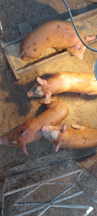 Прасета Дурок микс