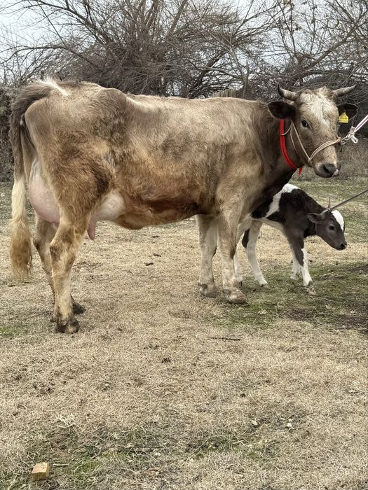 Алатау Суттi сиыр