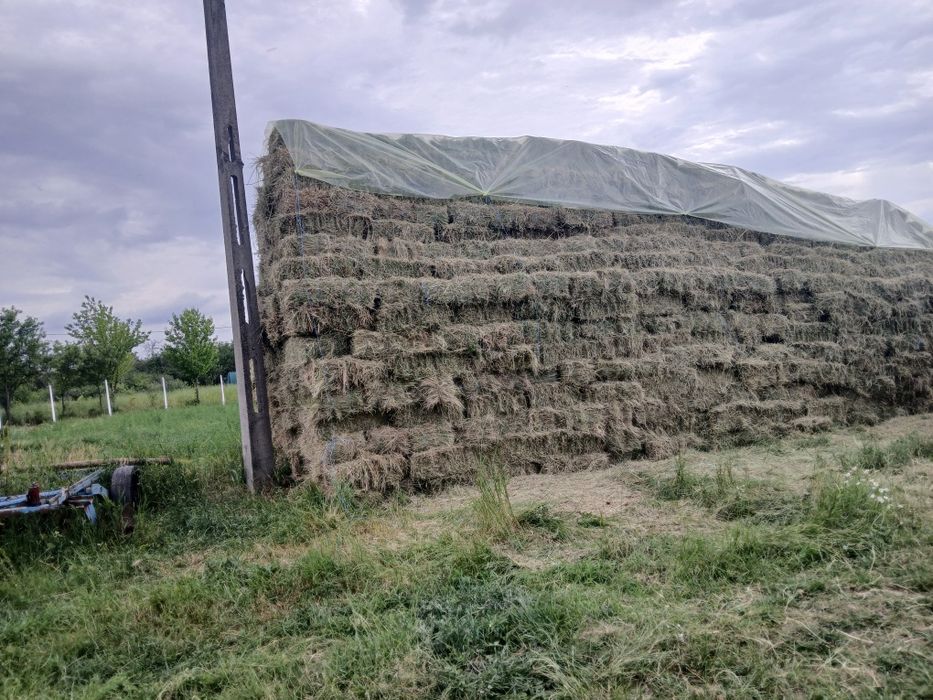 Baloți de lucernă de vânzare