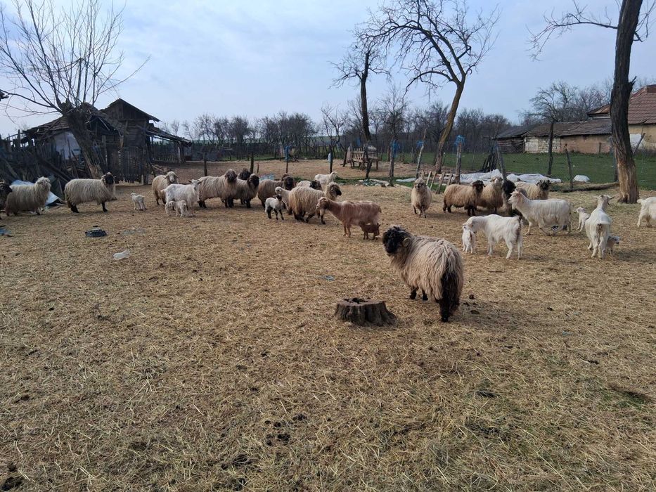 Oi de vanzare toate o data cu mei