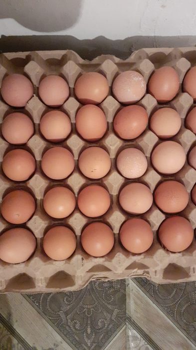 Қолдың жұмыртқасы.