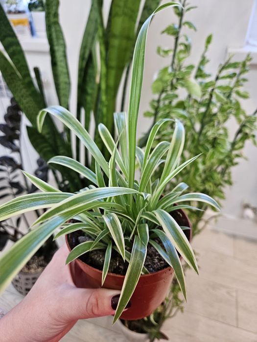 Хлорофитум (комнатный цветок)