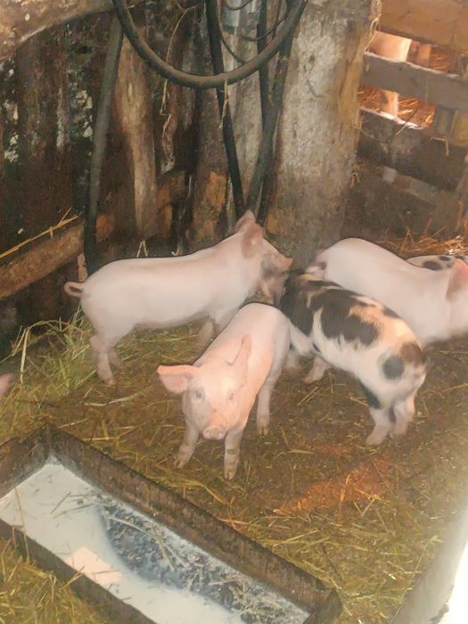 Продам поросят месячных