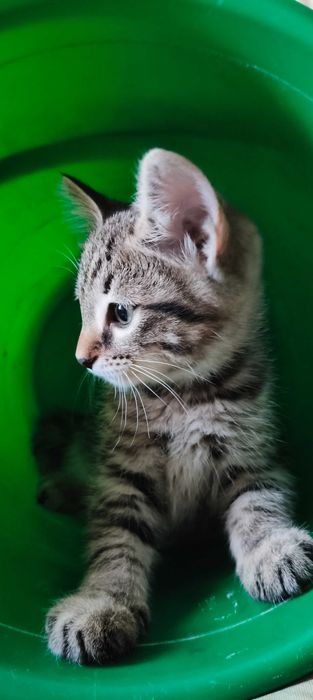 Отдам котят мальчик и девочка 1месяц