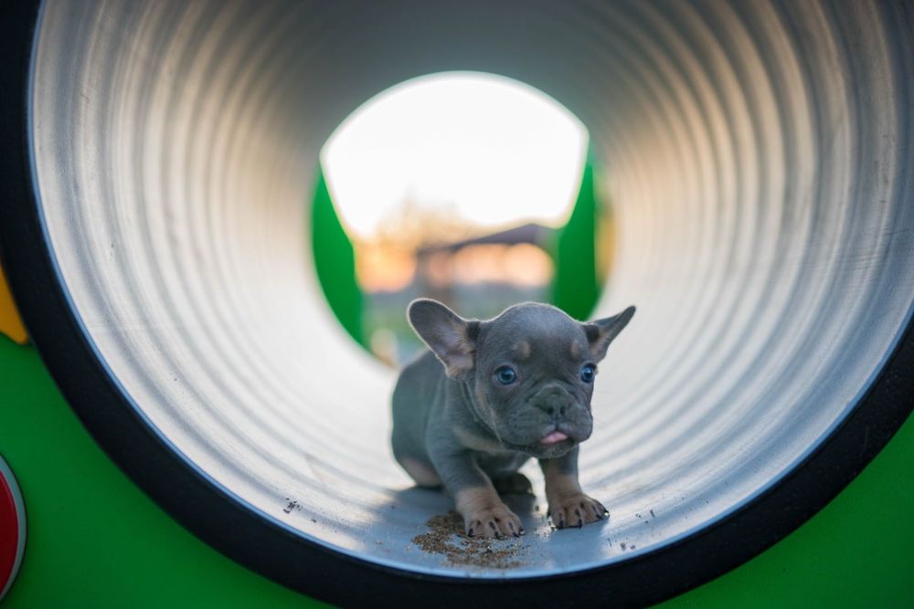 Френски булдог момче и момиче