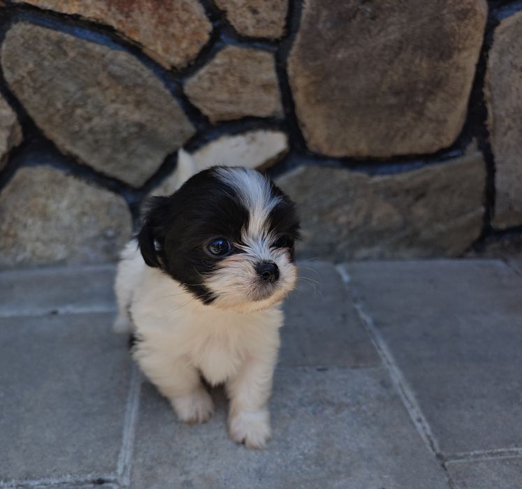 Shih tzu de vânzare