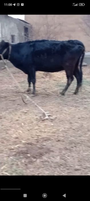 sigir sotiladi 1qorin