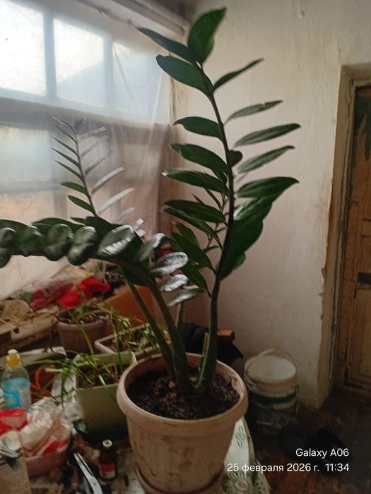 комнатные растения, с горшками