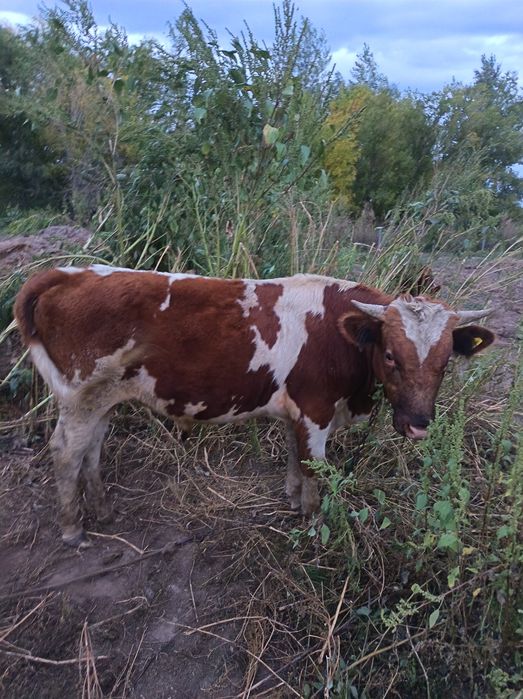 Продам коров и телят
