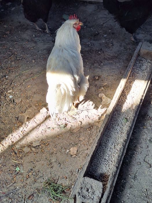 Петухи , қораздар