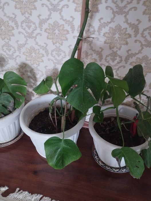 продаётся монстера