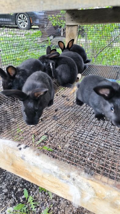 Продам крольчат разных пород