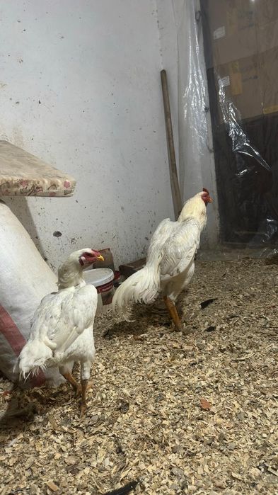 Продам даканов парачку