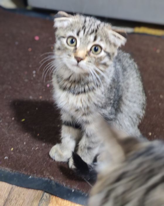 Mushukchalar onasi vislouxiy