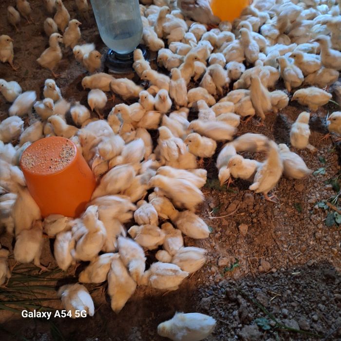 Xanlayn jojalar 15 kunlik xoroz va tovuqlari