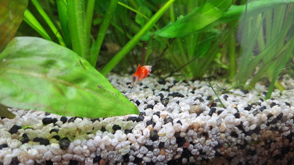 Schimb pești platty + o zebră voalată, cu masculi de guppy sau creveți