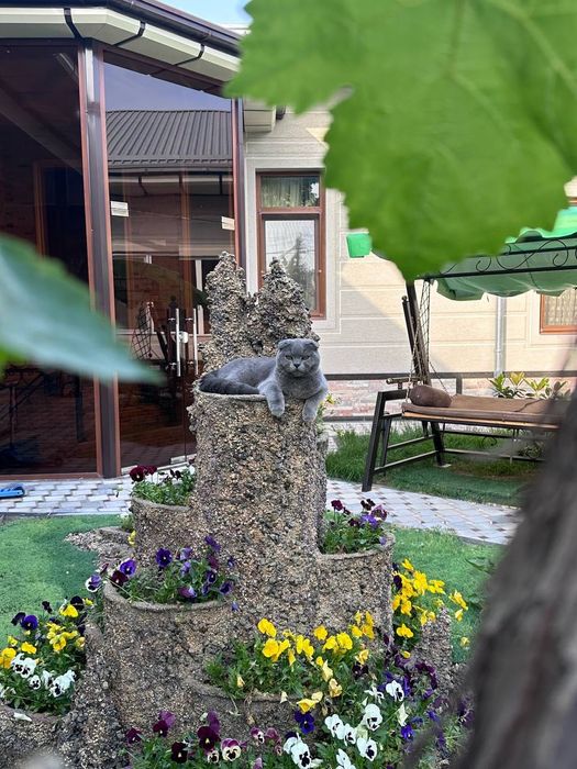 Элитный скоттиш фолд