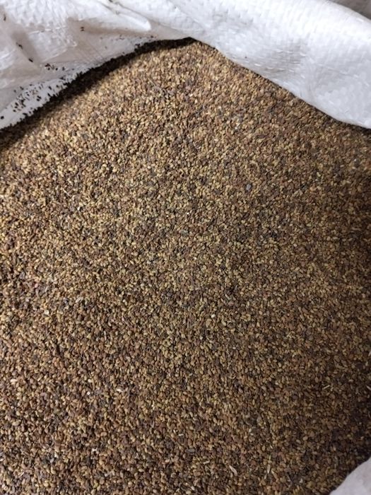 Vând semințe de lucerna