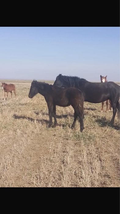 Жабагы еркек 5 айлык