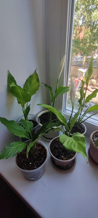 Спатифиллум-женское счастье