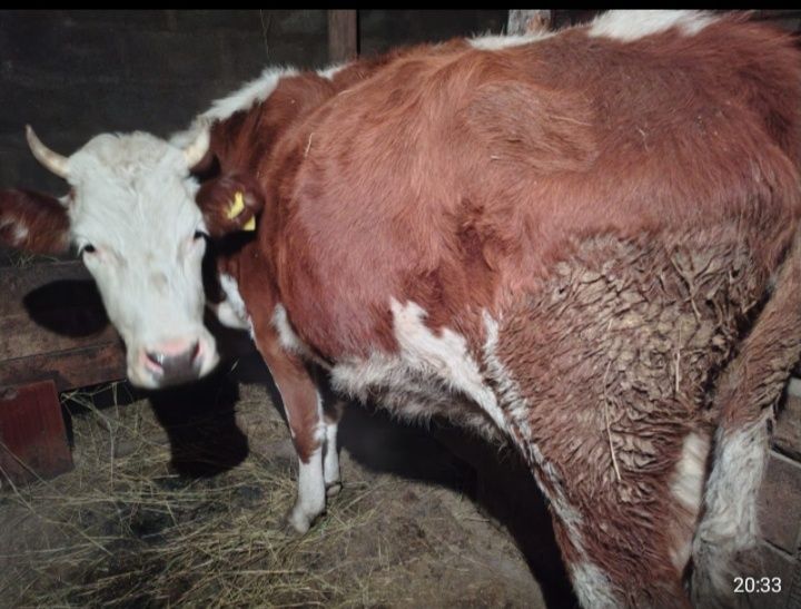 Продам карову молочную