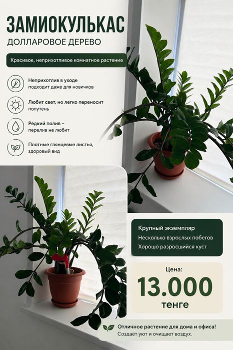 Продам ЗАМИОКУЛЬКАС — долларовое дерево
