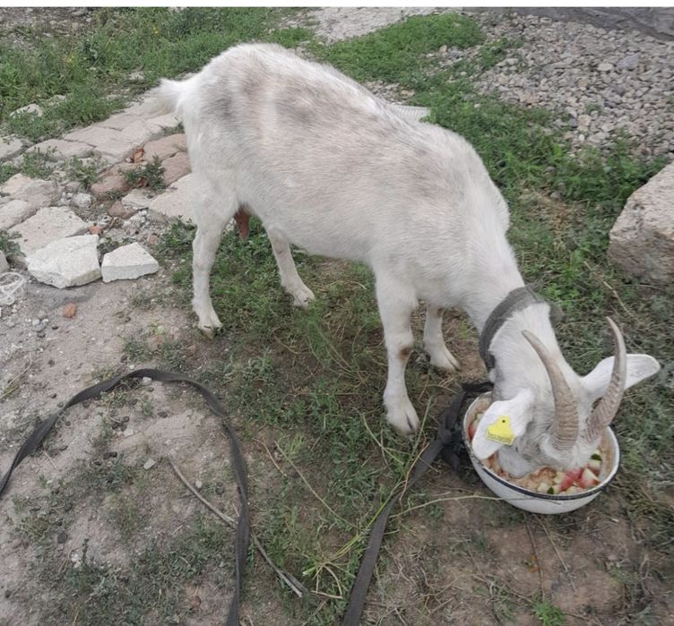 Продается коза