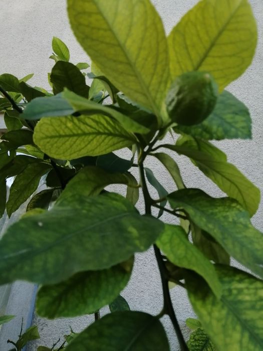 Vind lamii altoit întrat pe rod de 15 ani Are doi metri înălțime fruct