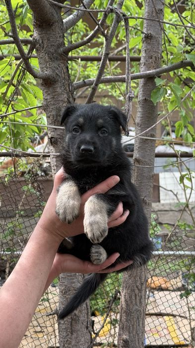 Щенки восточно европейской овчарки