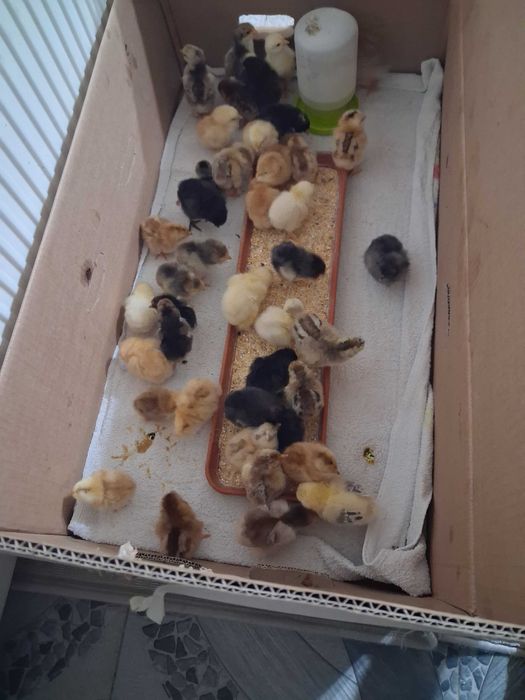 Pui de casă de vînzare11 lei bucata