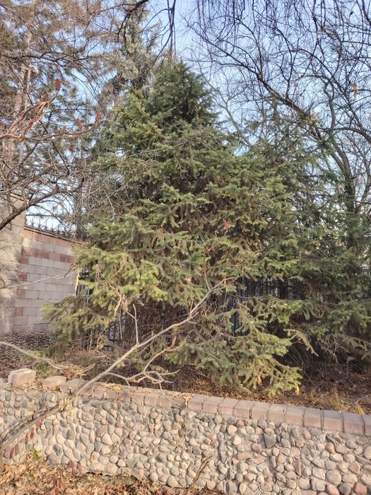 продам живые тяньшанские ели