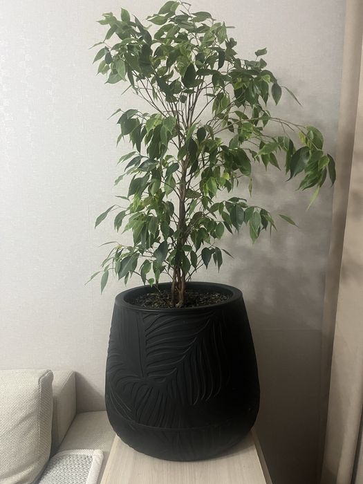 Денежное дерево 50-60 см, фикус 70 см. Цена по 20 тысяч