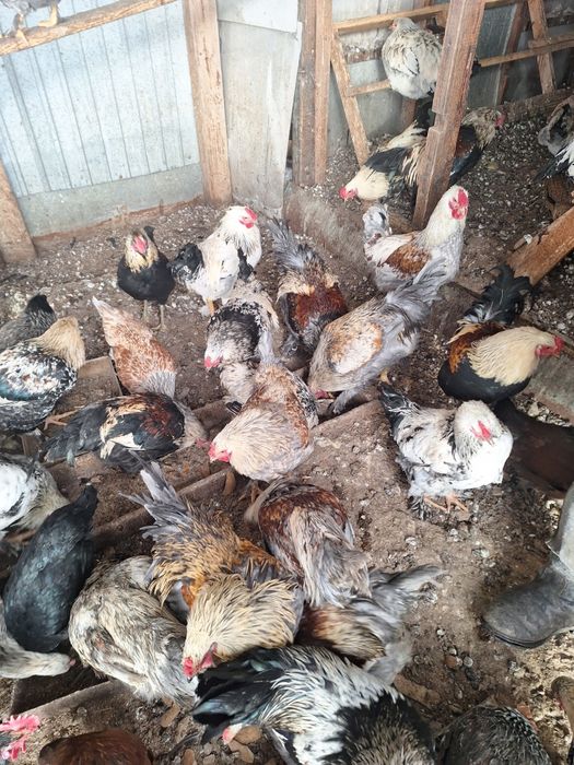 Продам петухов брама