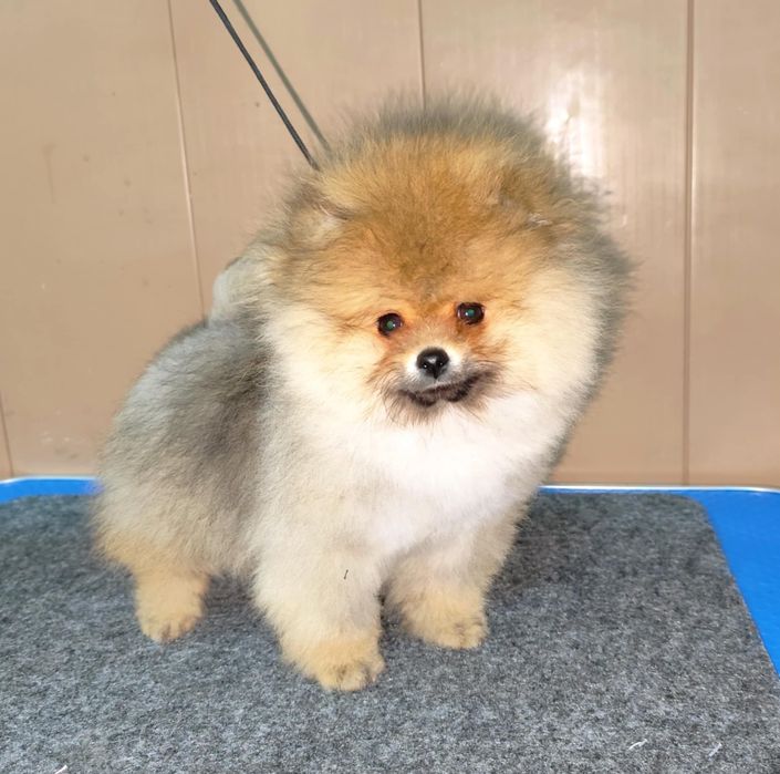 Померан на 90 дни