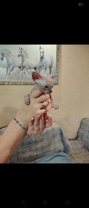 Котята породы сфинкс