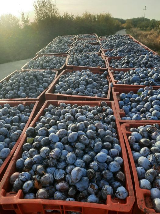Vand prune de tuica