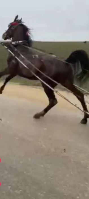 Vind harmăsar pur sânge arab