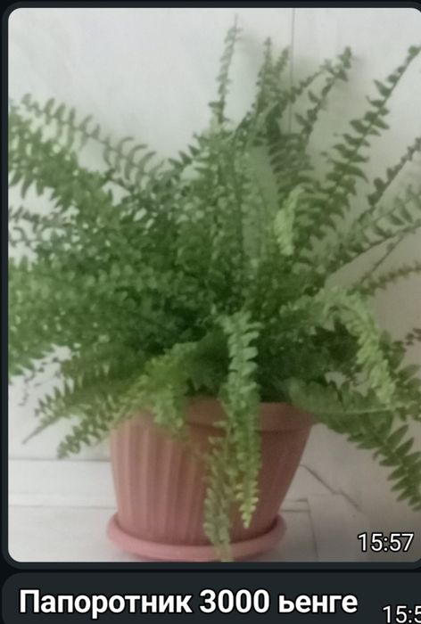 Комнатные цветы.