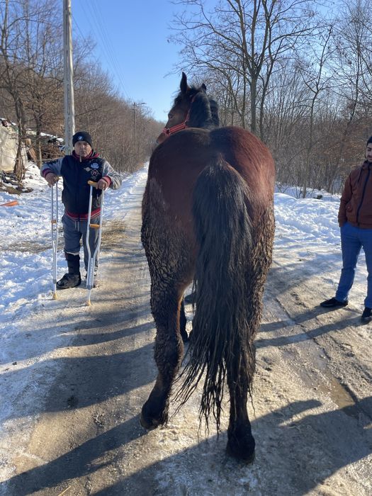 Vand manză de un an si 5 luni