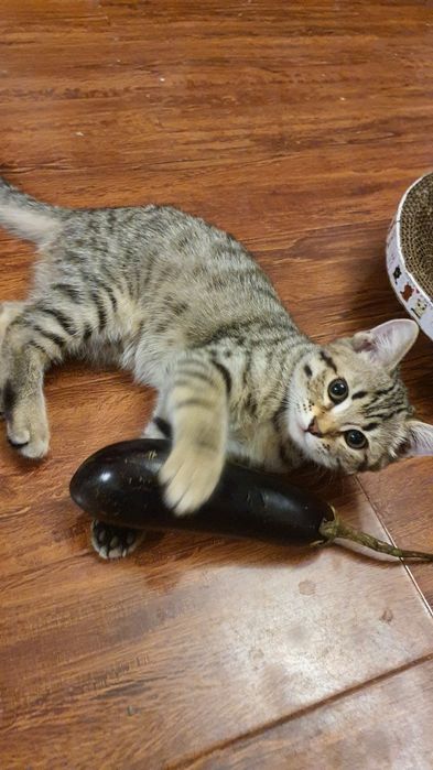 Котята шотландской вислоухой