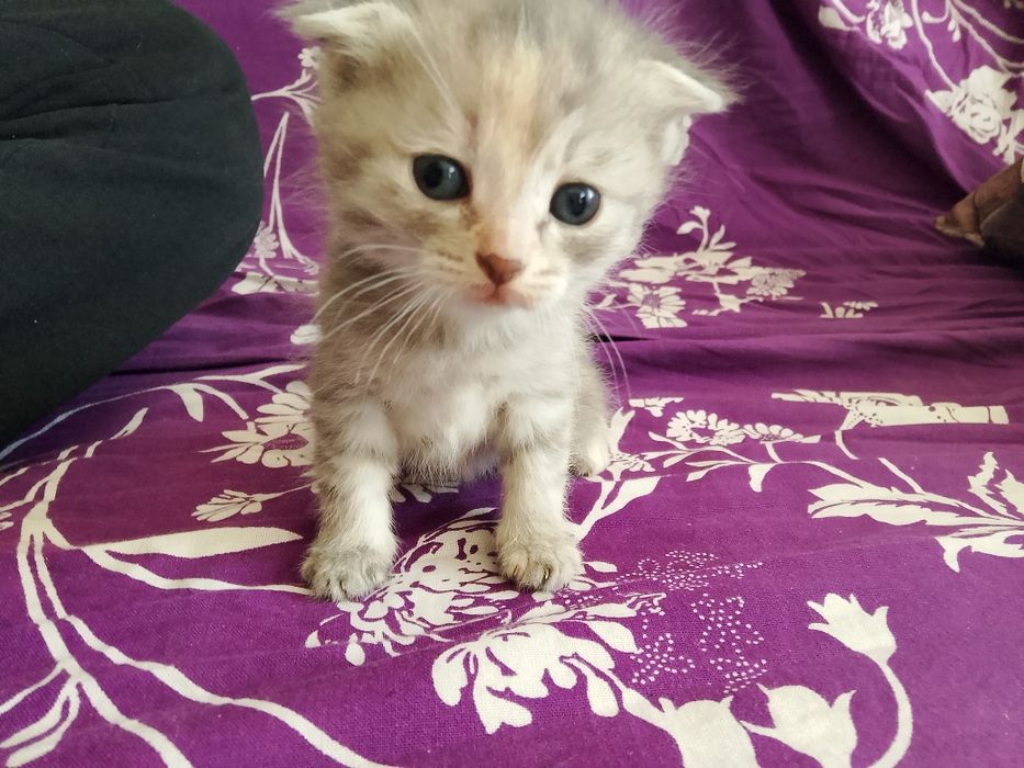 Продаю девочку веслоухую