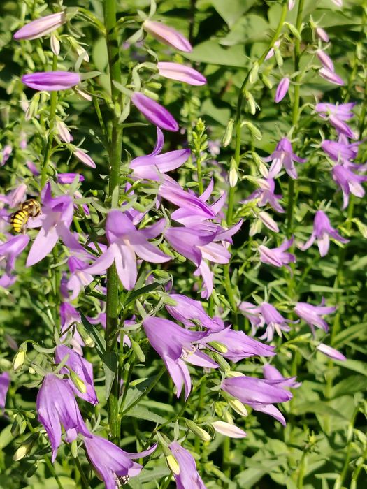 Рассада английской голубой аквилегии, матрикарии. вероники