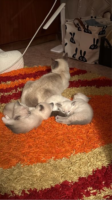 Отдам сиамских котят в хорошие руки