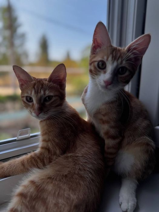 Котята отдам даром