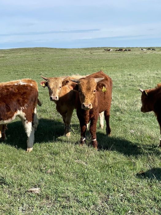 Бычки 1.5 года на продаже