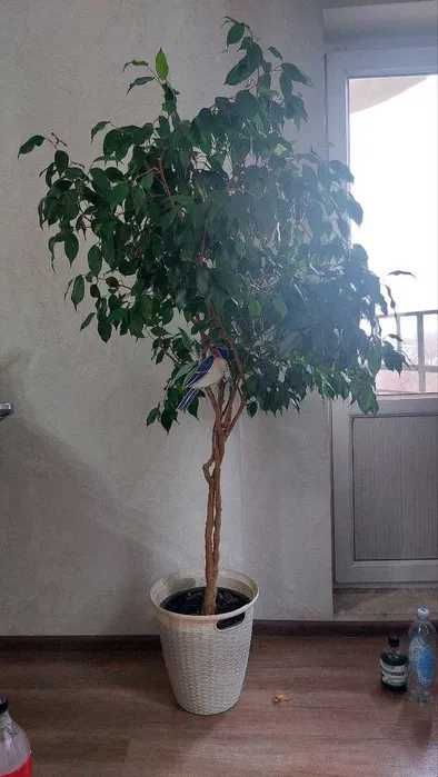 Фикус Бенжамина 170 см