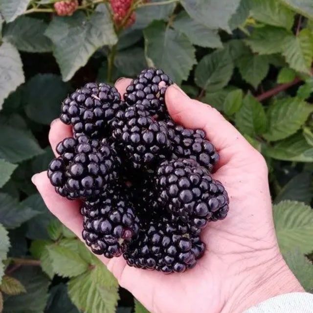 Кучатлар сотилади. Ежавика ва Малина.